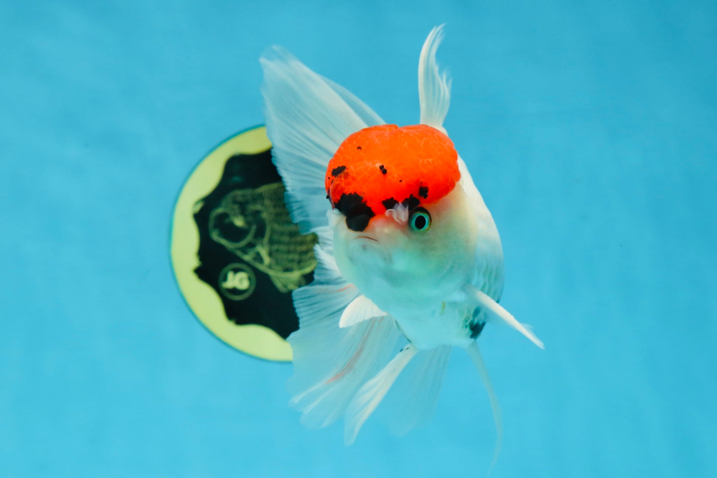 A Grade Tricolor Oranda Male 5 inches #060625OR_27