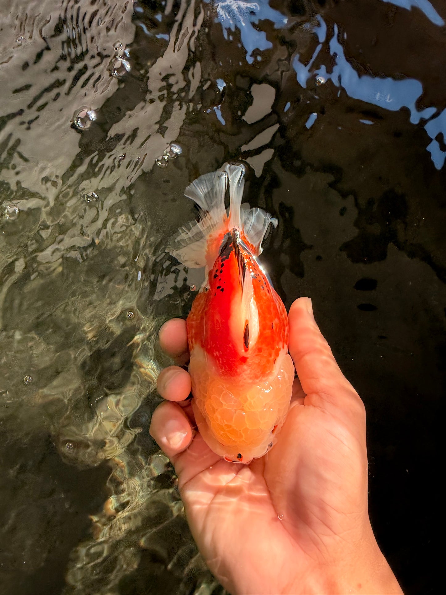 A Grade Tricolor Yuanbao Female 5-5.5 inches #061926YB_31