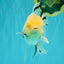 A Grade Sakura Oranda Male 6 inches #071726OR_22