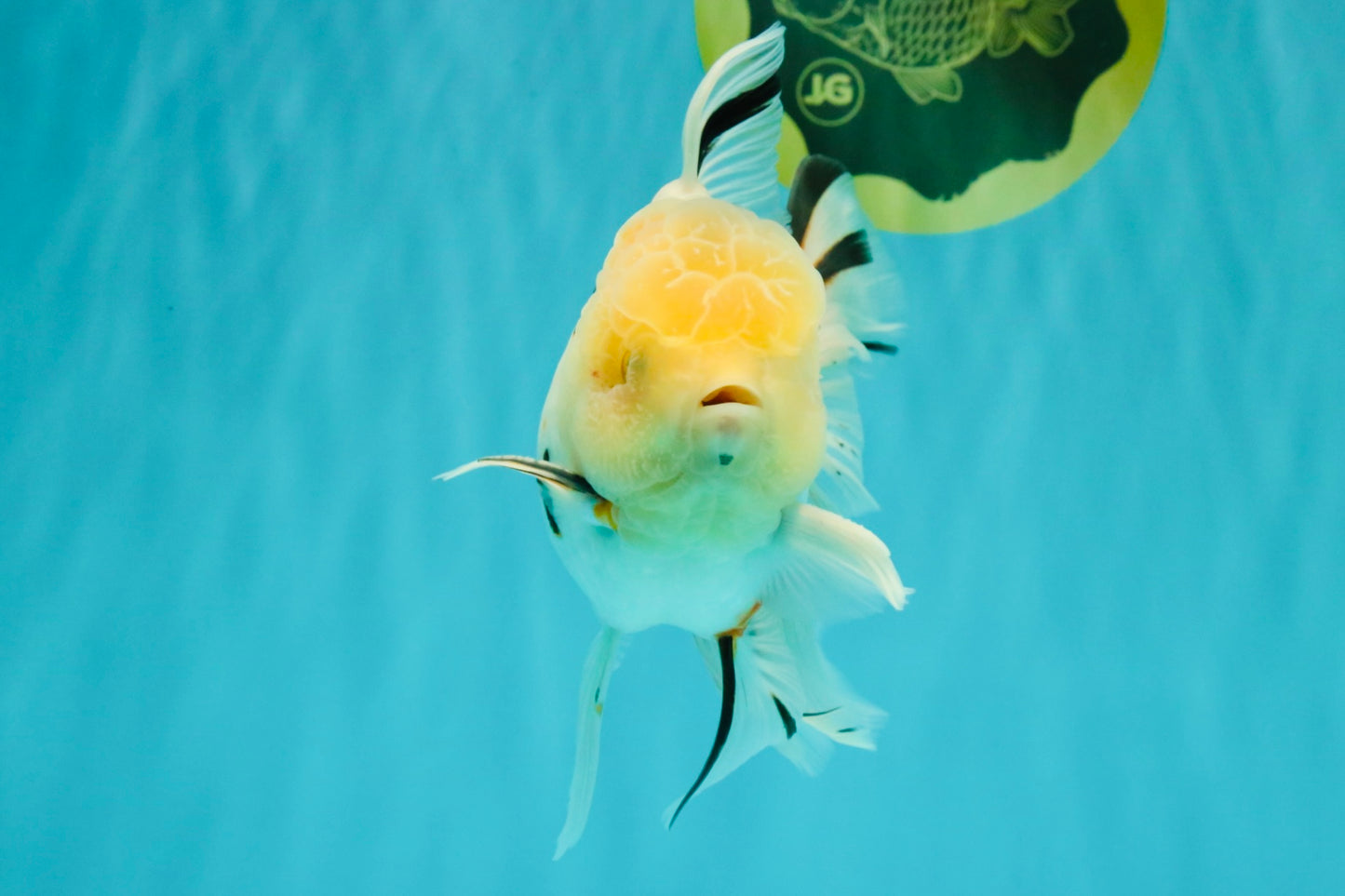 A Grade Sakura Oranda Male 6 inches #071726OR_22
