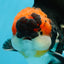AAA Grade Tricolor Oranda Male 5.5 inches #052325_11