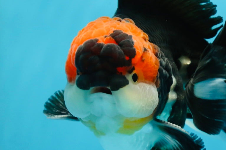 AAA Grade Tricolor Oranda Male 5.5 inches #052325_11