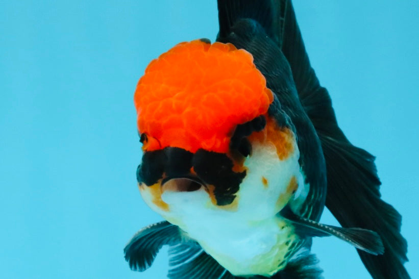 MUSTACHE A Grade Tricolor Oranda Male 5-5.5 inches #032726OR_11