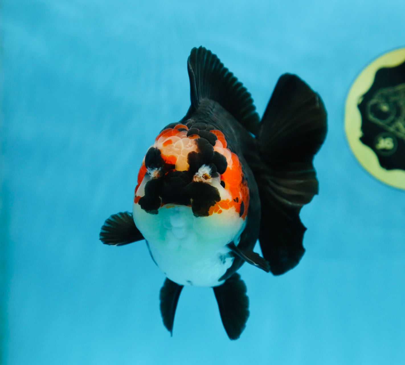 SHOW GRADE UNIQUE Godzilla Tricolor Yuanbao 5.5-6 inches #080825YB_888