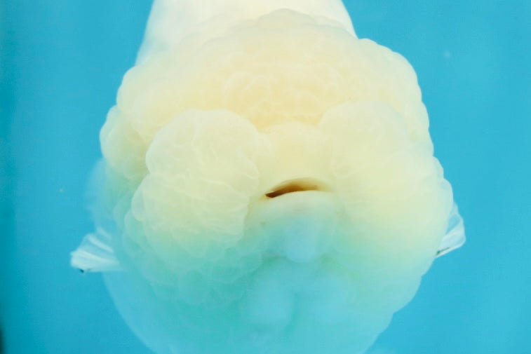 RARE A Grade Sakura Snow White LionQueen 5-5.5 inches #050225LC_13