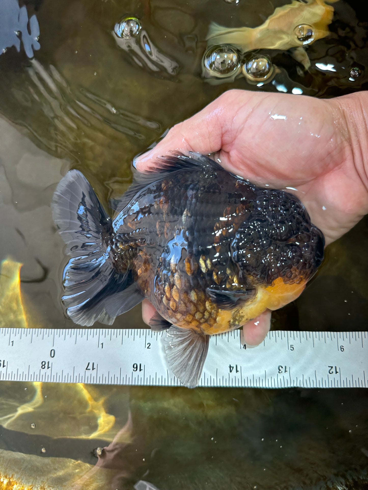 SHOW GRADE Godzilla Kirin Yuanbao Male 5.5 inches #062025YB_999