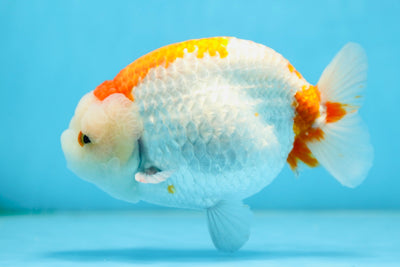 AAA Grade Red White LionKing 5.5 inches #082925LC_03