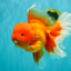 AAA Grade Super Jumbo Red White  Oranda Male 8-8.5 inches #062626OR_04