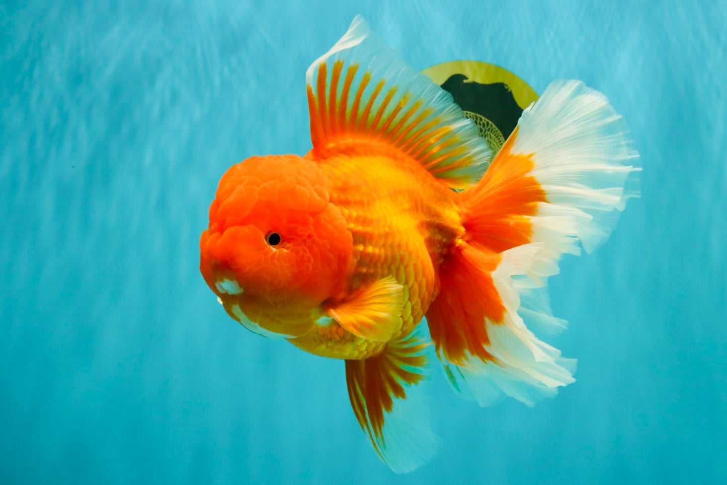 AAA Grade Super Jumbo Red White  Oranda Male 8-8.5 inches #062626OR_04