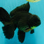 AAA Grade Black Oranda Male 6.5 inches #102326OR_08