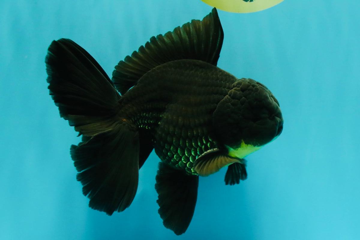 AAA Grade Black Oranda Male 6.5 inches #102326OR_08
