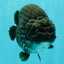 CHUBBY AAA Grade Black Blue Ranchu Female 5.5 inches #100926RC_31