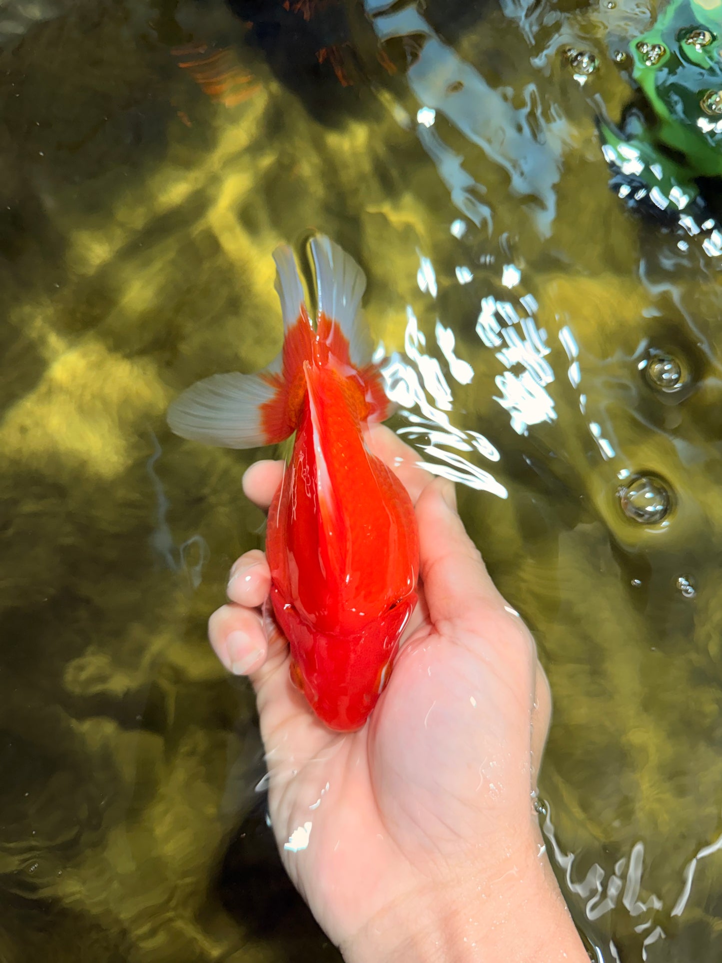 A Grade Red White Ryukin Male 5.5 inches #111425RK_13