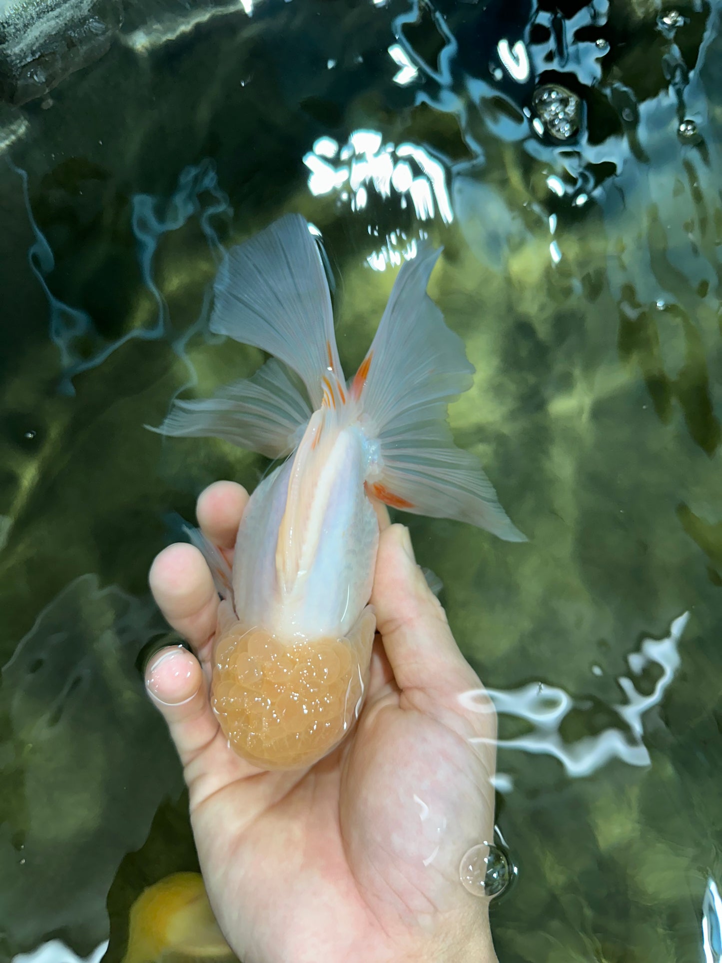A Grade White Oranda Male 5.5-6 inches #060625OR_26