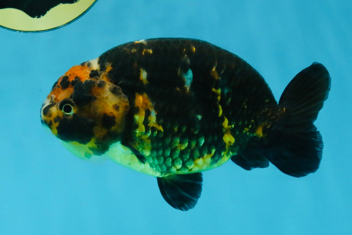 CHUBBY A Grade Calico Chinese Ranchu Female 5 inches #121225RC_06