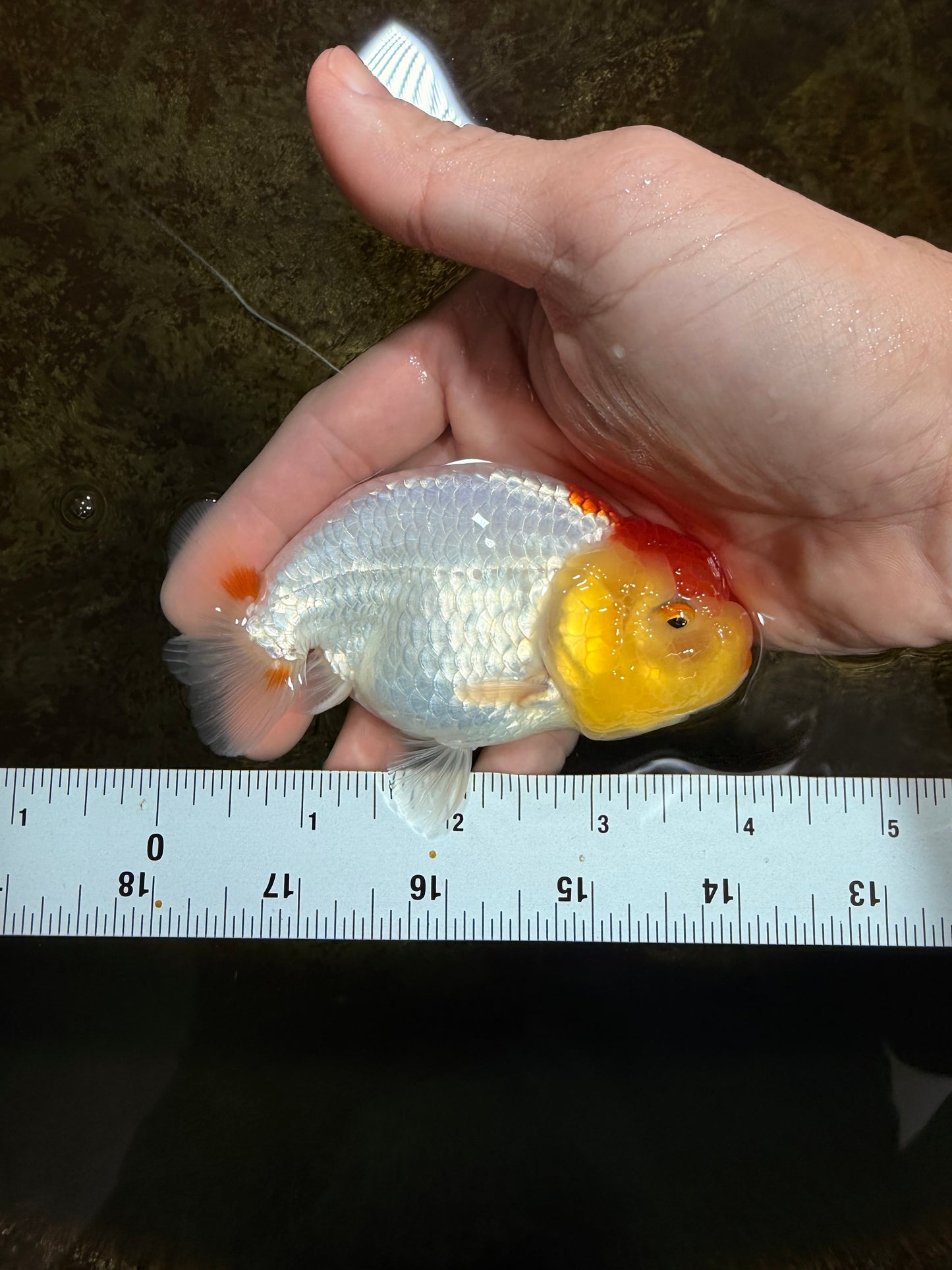 SUPER CUTE A Grade Red White LionQueen 4 inches #121225LC_08