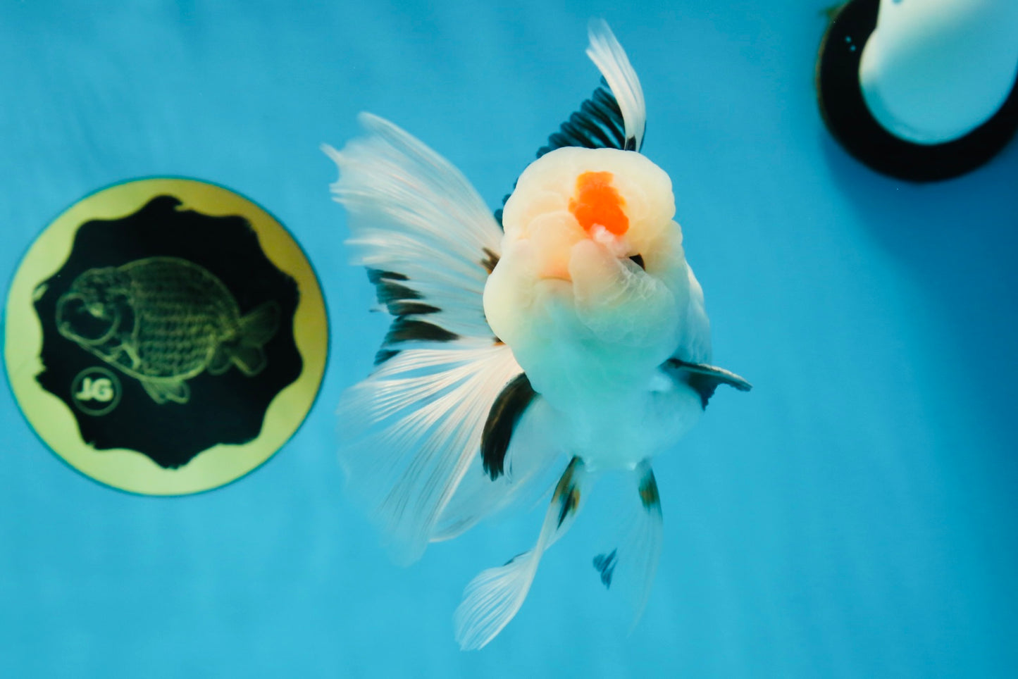 A Grade Tricolor Lipstick Kiss Button Eyes  Oranda Male 5.5 inches #020725OR_26