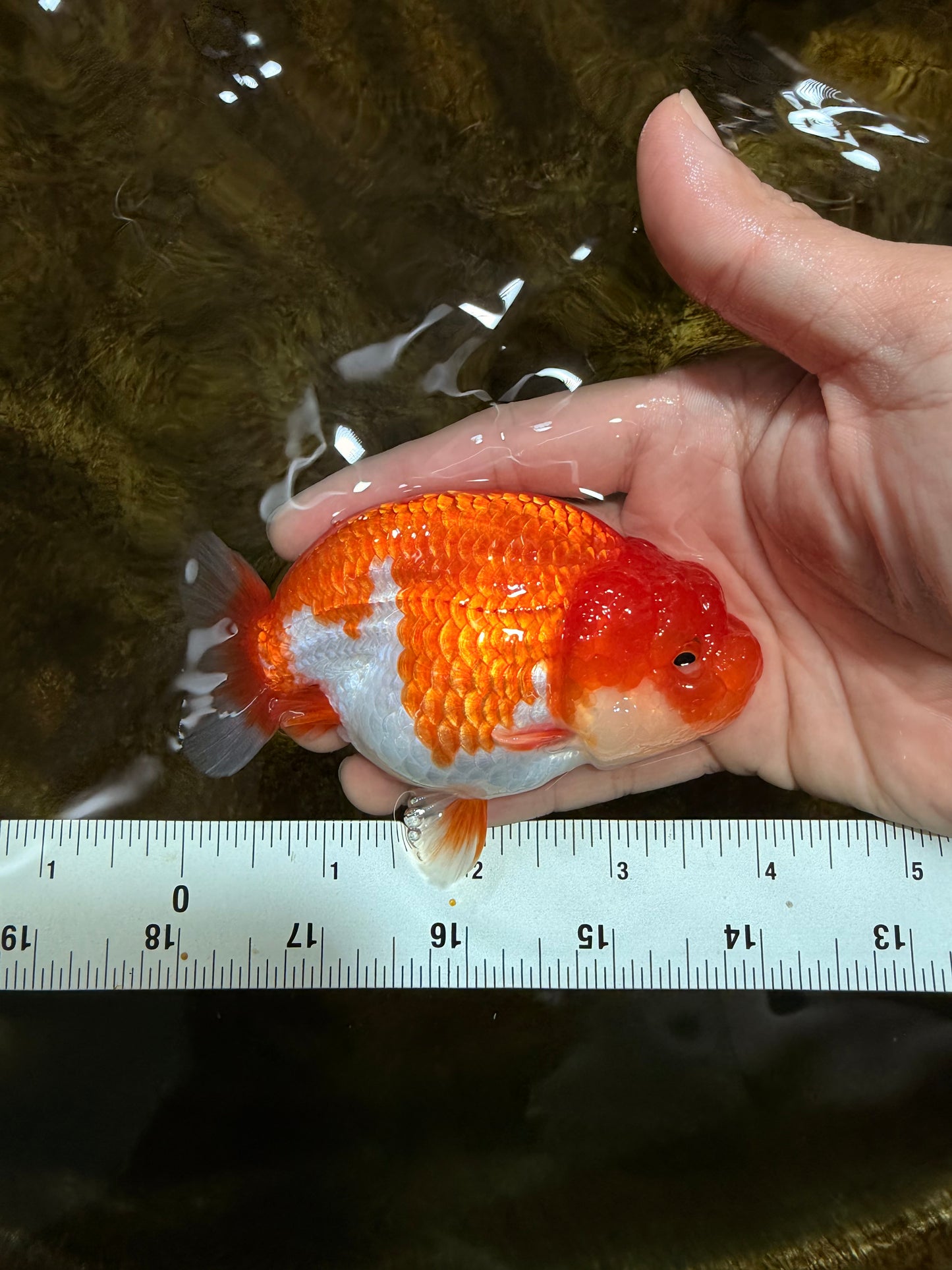 AAA Grade Red White LionQueen 4 inches #103125LC_27