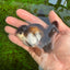 Panda Oranda Male 3-3.5 inches #1004OR_32