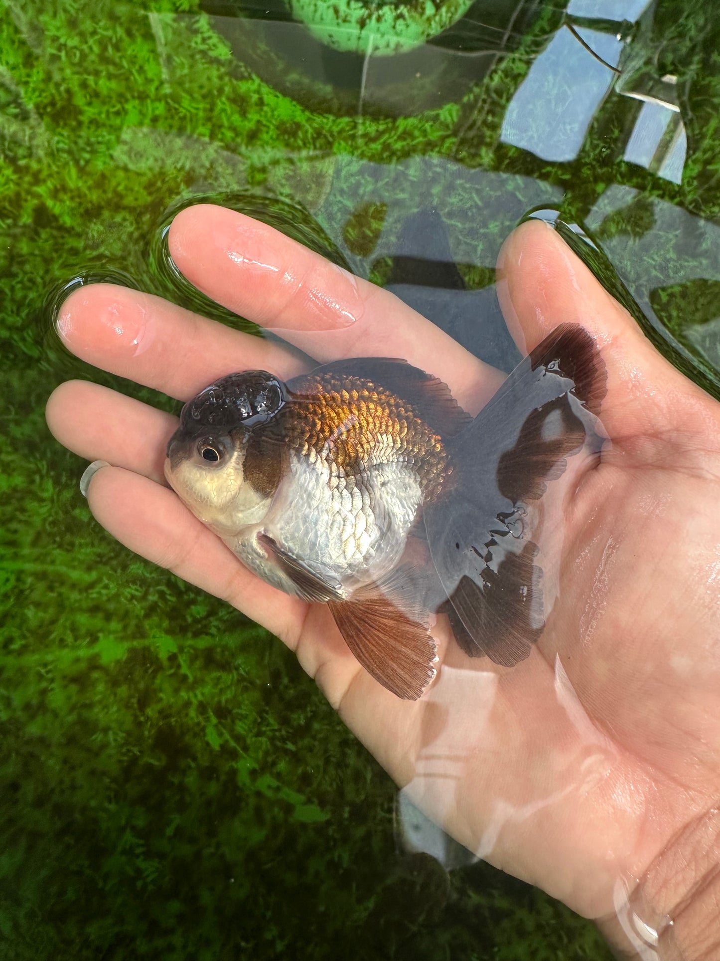 Panda Oranda Male 3-3.5 inches #1004OR_32