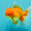 A Grade Red White Oranda Male 5.5-6 inches #082126OR_03