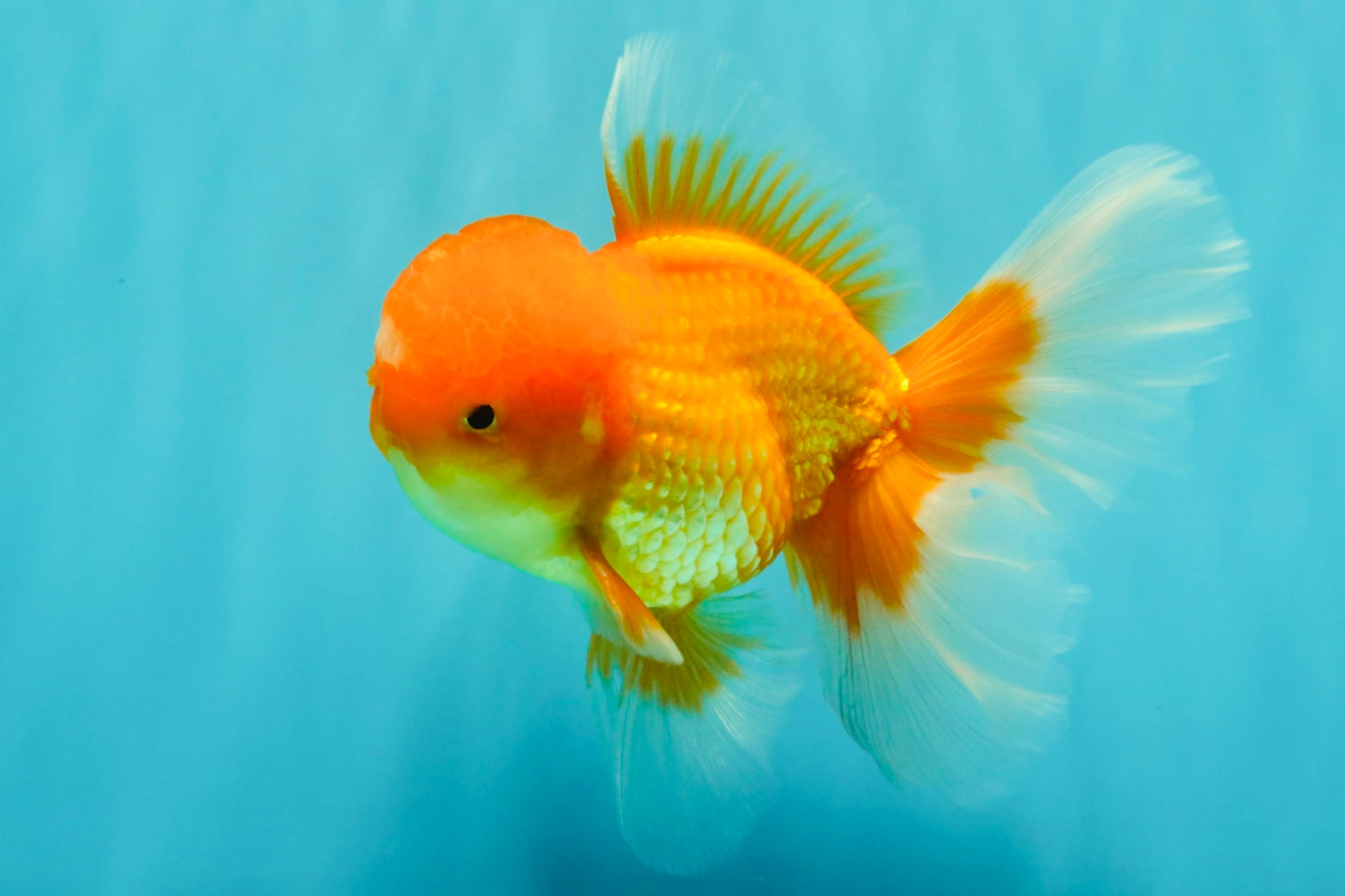 A Grade Red White Oranda Male 5.5-6 inches #082126OR_03