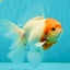 A Grade Tancho Sakura Oranda Male 5.5-6 inches #070626OR_15