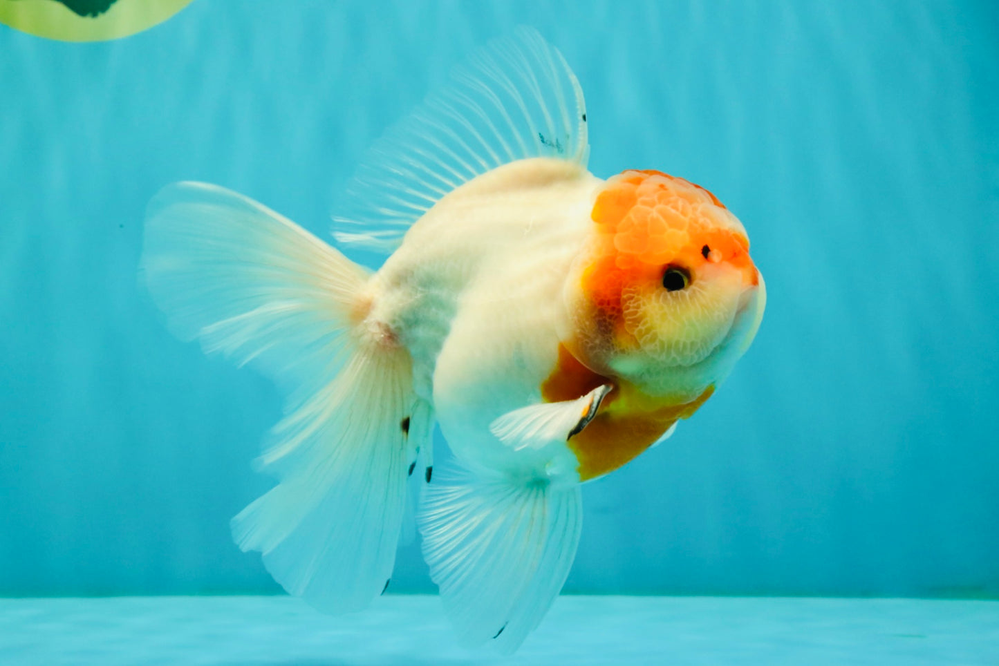 A Grade Tancho Sakura Oranda Male 5.5-6 inches #070626OR_15