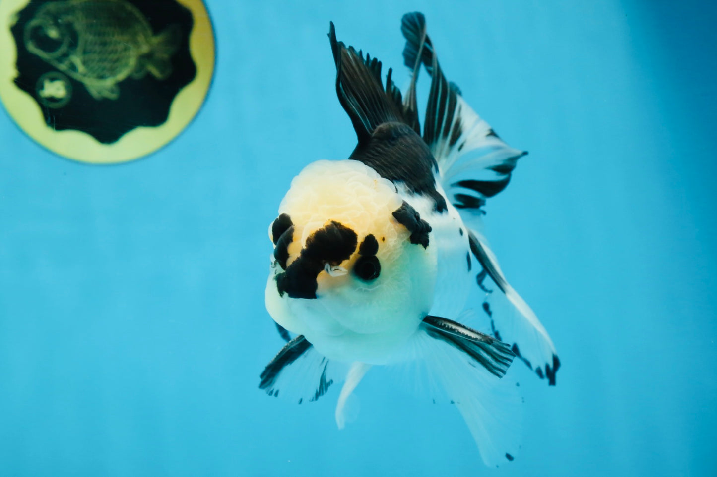 A Grade Panda Button Eyes Oranda Male 5-5.5 inches #091925OR_06