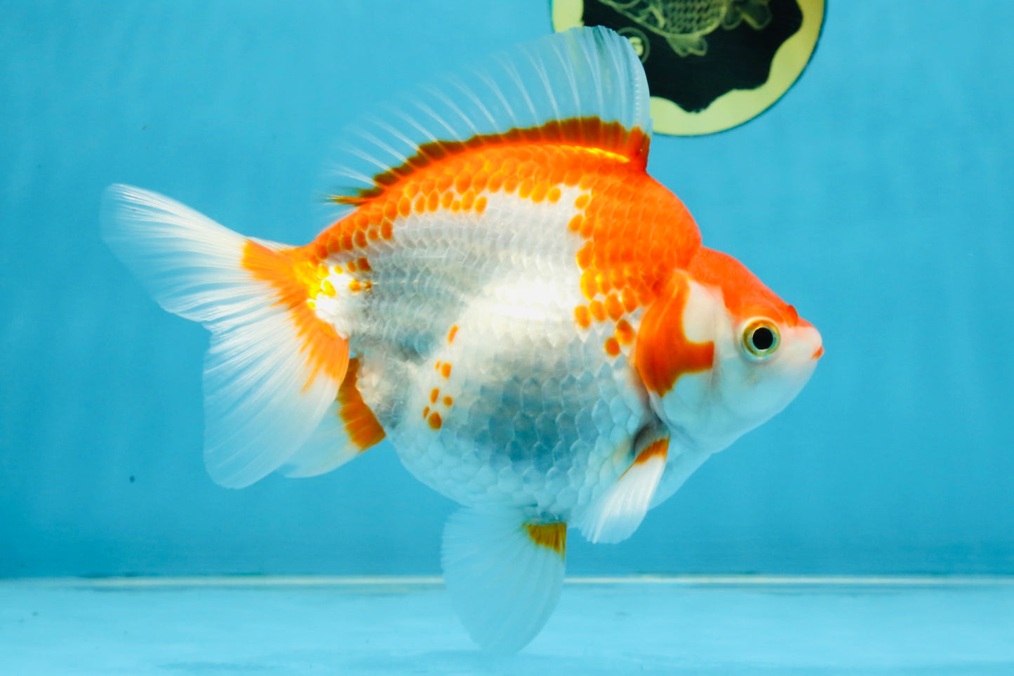 A Grade Red White Ryukin Female 5.5-6 inches #111425RK_06