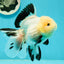 A Grade Fluffy Wen Panda Oranda Female 5-5.5 inches #110824OR_03