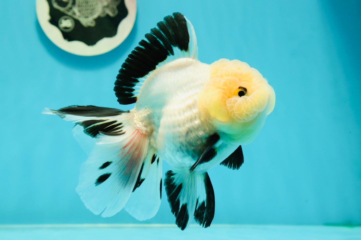 A Grade Fluffy Wen Panda Oranda Female 5-5.5 inches #110824OR_03