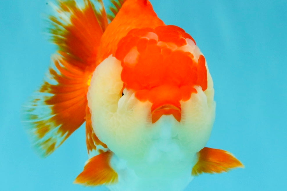 AAA Grade Godzilla Red White Yuanbao Female 5-5.5 inches #030626YB_12