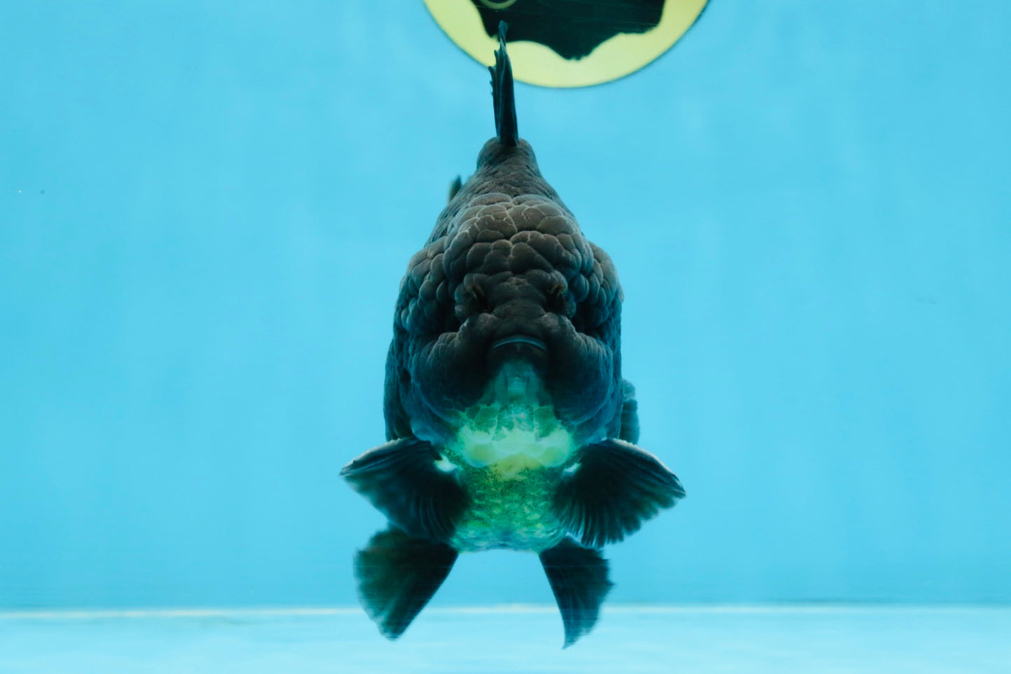 AAA Grade Godzilla Black Yuanbao Male 5-5.5 inches #103125YB_03