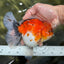 A Grade Sakura Oranda Female 6 inches #060625OR_29