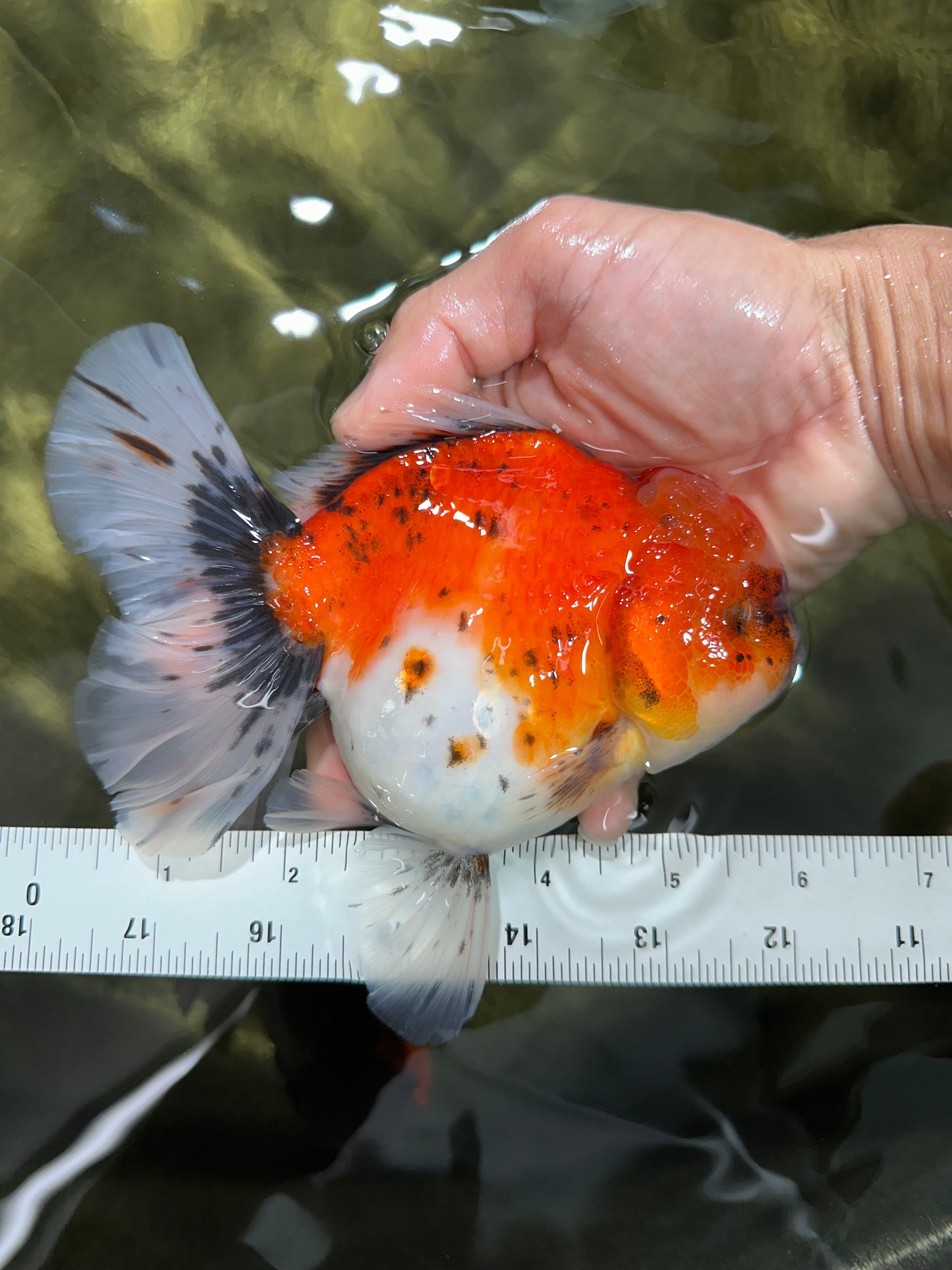 A Grade Sakura Oranda Female 6 inches #060625OR_29