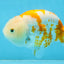 CHUBBY AAA Grade Kohaku Sakura LionQueen 4.5 inches #112825LC_01