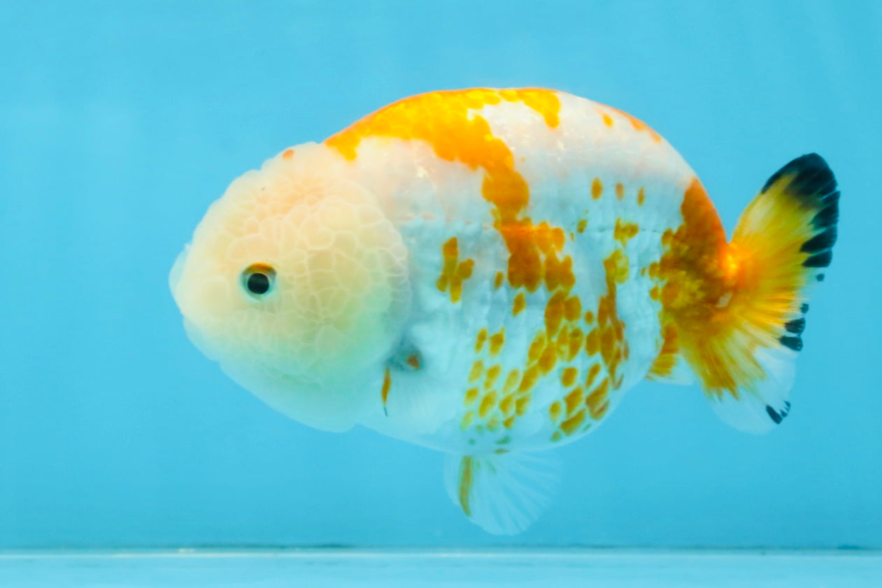 CHUBBY AAA Grade Kohaku Sakura LionQueen 4.5 inches #112825LC_01