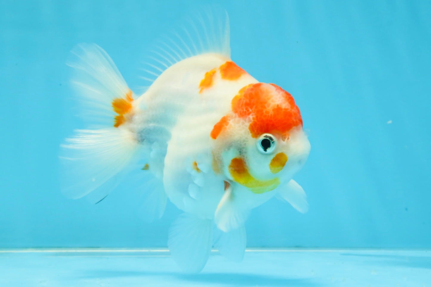 FANCY A Grade Kohaku Sakura Yuanbao Male 4.5-5 inches #112825YB_19