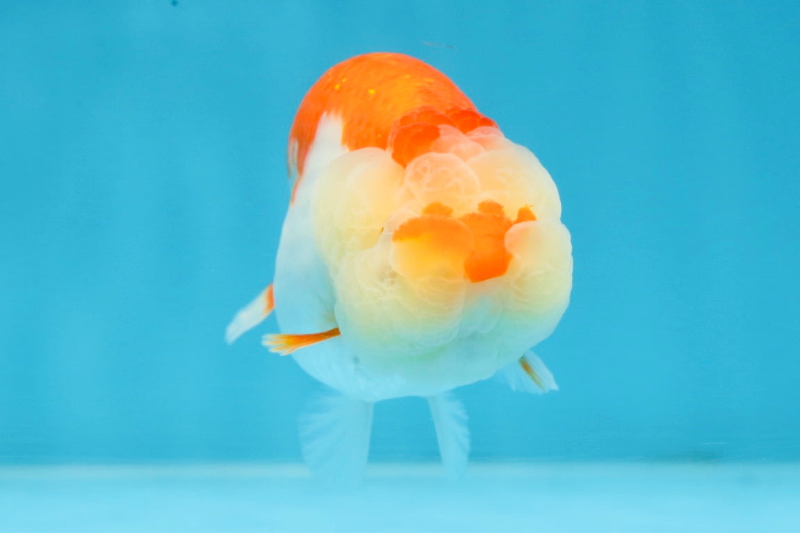 FLUFFY AAA Grade Red White LionQueen 4 inches #101725LC_02