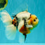 AAA Grade Sanke Marble Oranda Male 6.5 inches #062626OR_03