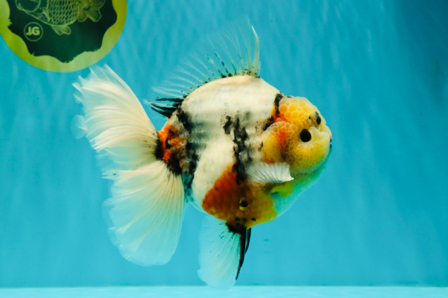 AAA Grade Sanke Marble Oranda Male 6.5 inches #062626OR_03