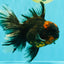 CHONKY A Grade Tiger Oranda Male 7 inches #082126OR_16