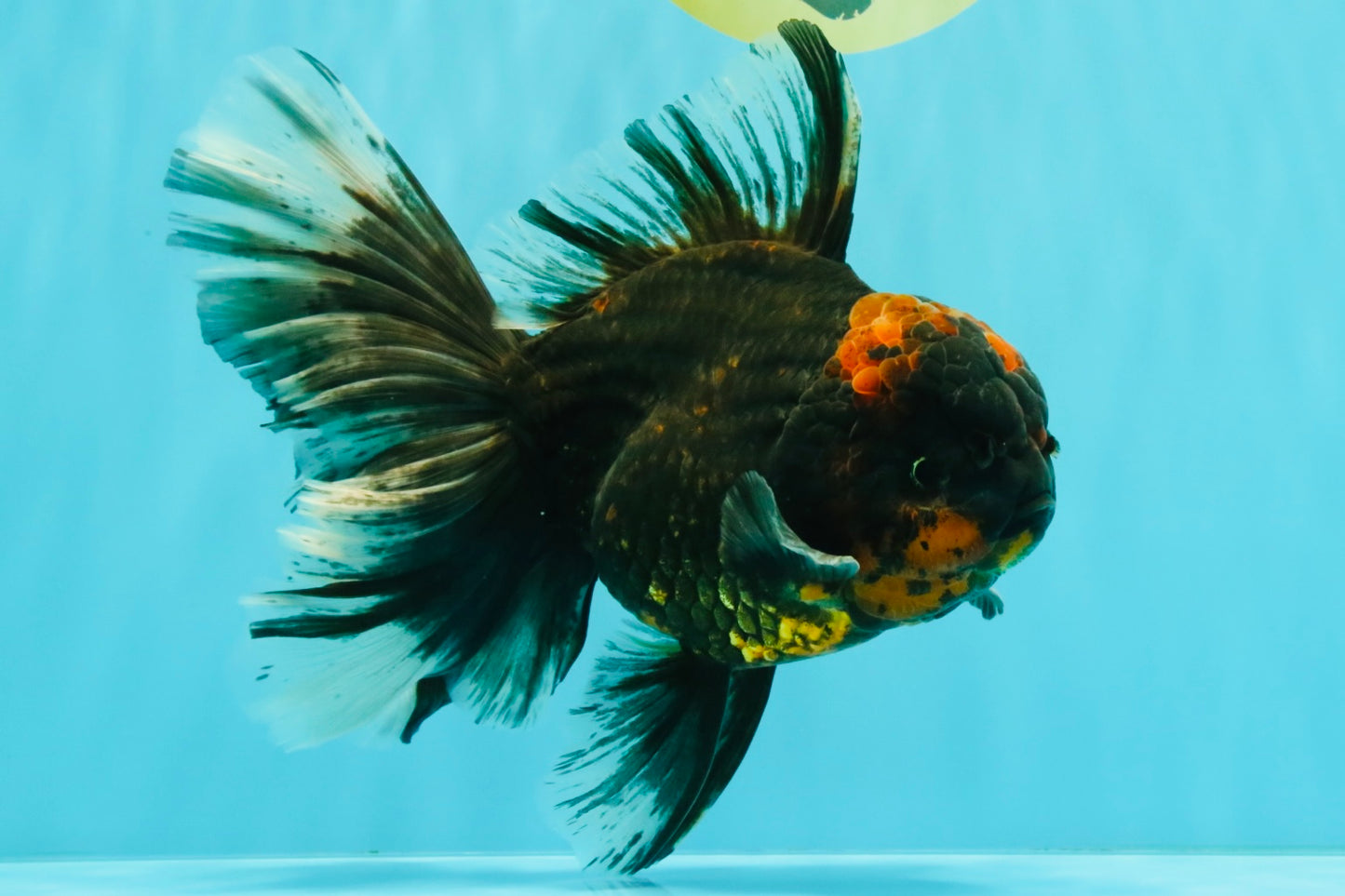 CHONKY A Grade Tiger Oranda Male 7 inches #082126OR_16