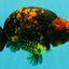 CHUBBY AAA Grade Tiger Ranchu Male 5.5-6 inches #101626RC_27