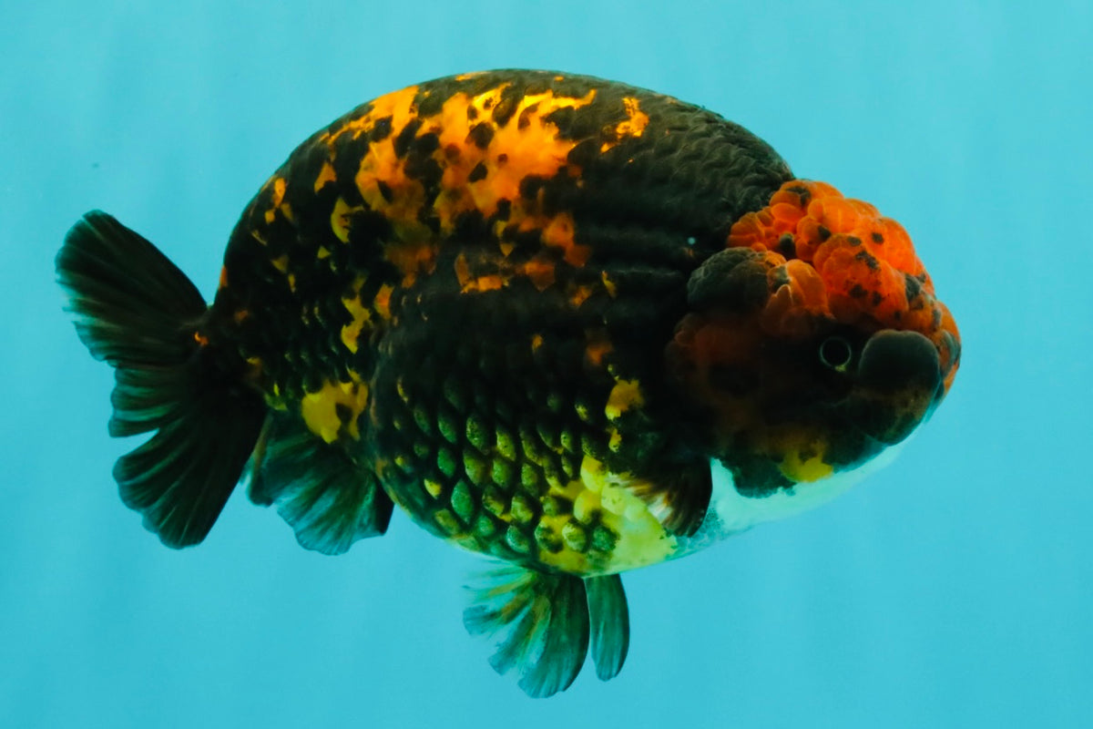 CHUBBY AAA Grade Tiger Ranchu Male 5.5-6 inches #101626RC_27