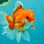 A Grade Red White Oranda Male 5-5.5 inches #091826OR_08