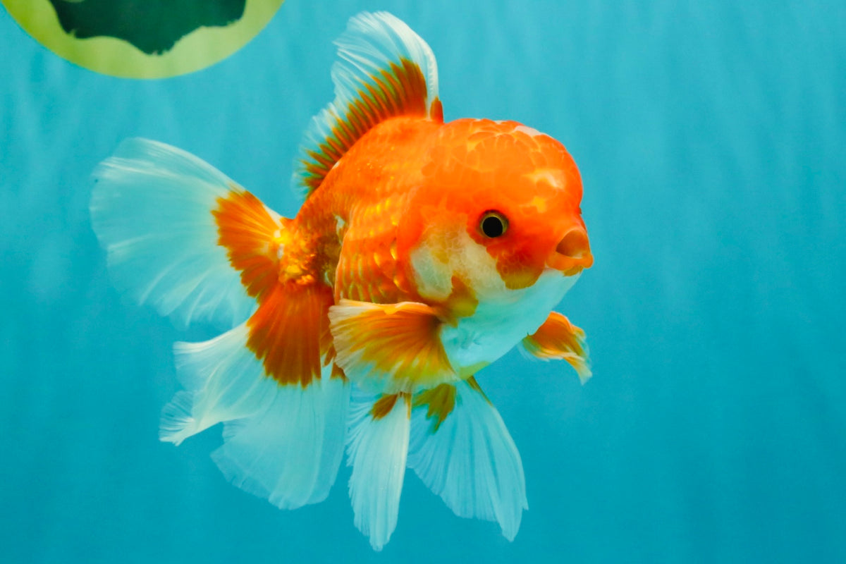 A Grade Red White Oranda Male 5-5.5 inches #091826OR_08
