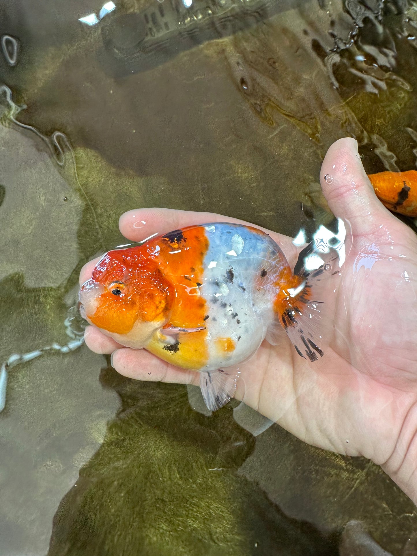 A Grade Freckled Chubby Calico LionKing 4.5 inches #062025LC_07