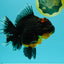 GIANT AAA Grade Red Head Kirin Oranda Male 7-7.5  inches #070326OR_05